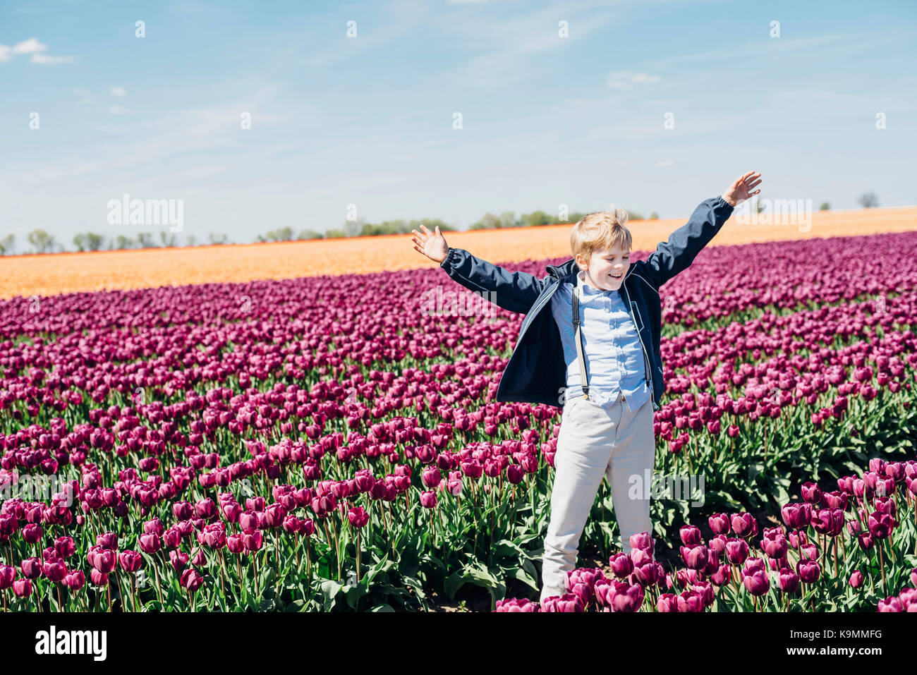 Sachsen-Anhalt, Deutschland, Tulpenfelder, Tulpen, Blumen, Landwirtschaft, Magdeburger Börde, Schwaneberg, Tulipa, Liliaceae Stock Photo