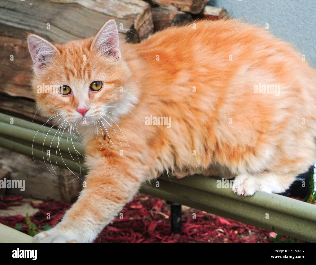 Kitten climbing and exploring Stock Photo Alamy