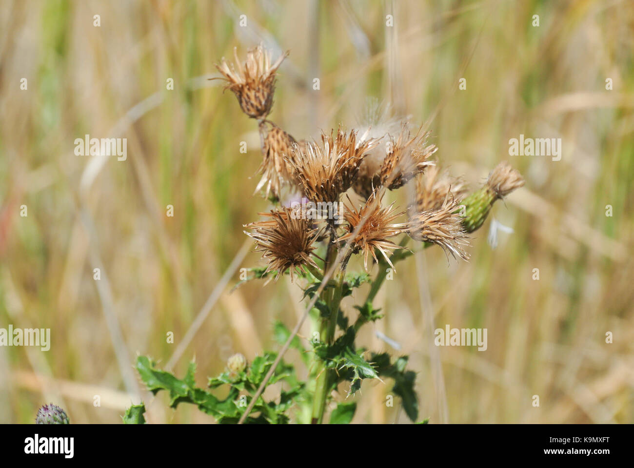 Canada Thistle, Noxious Weed Stock Photo Alamy