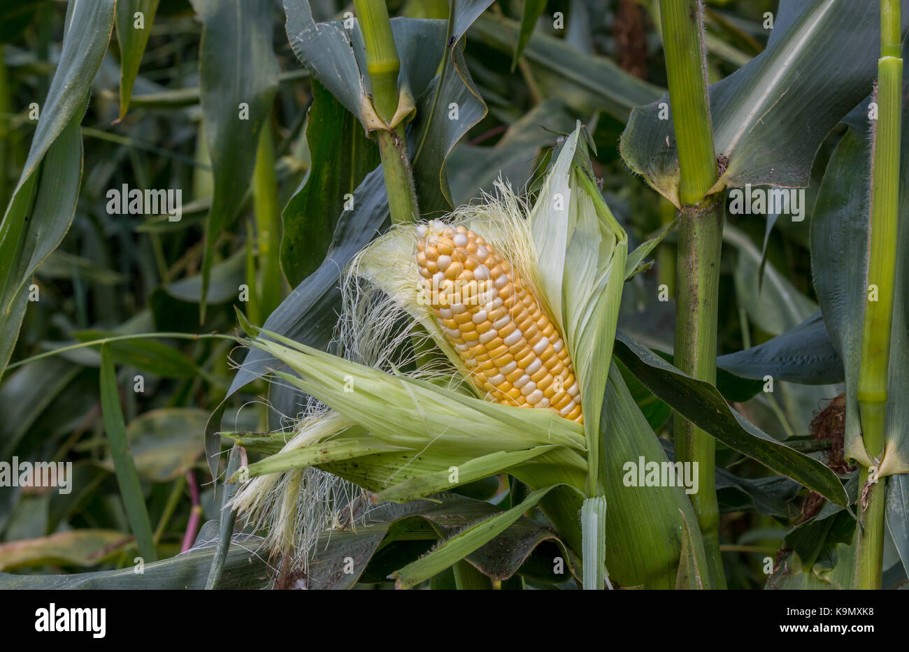 Organic corn for market Stock Photo Alamy