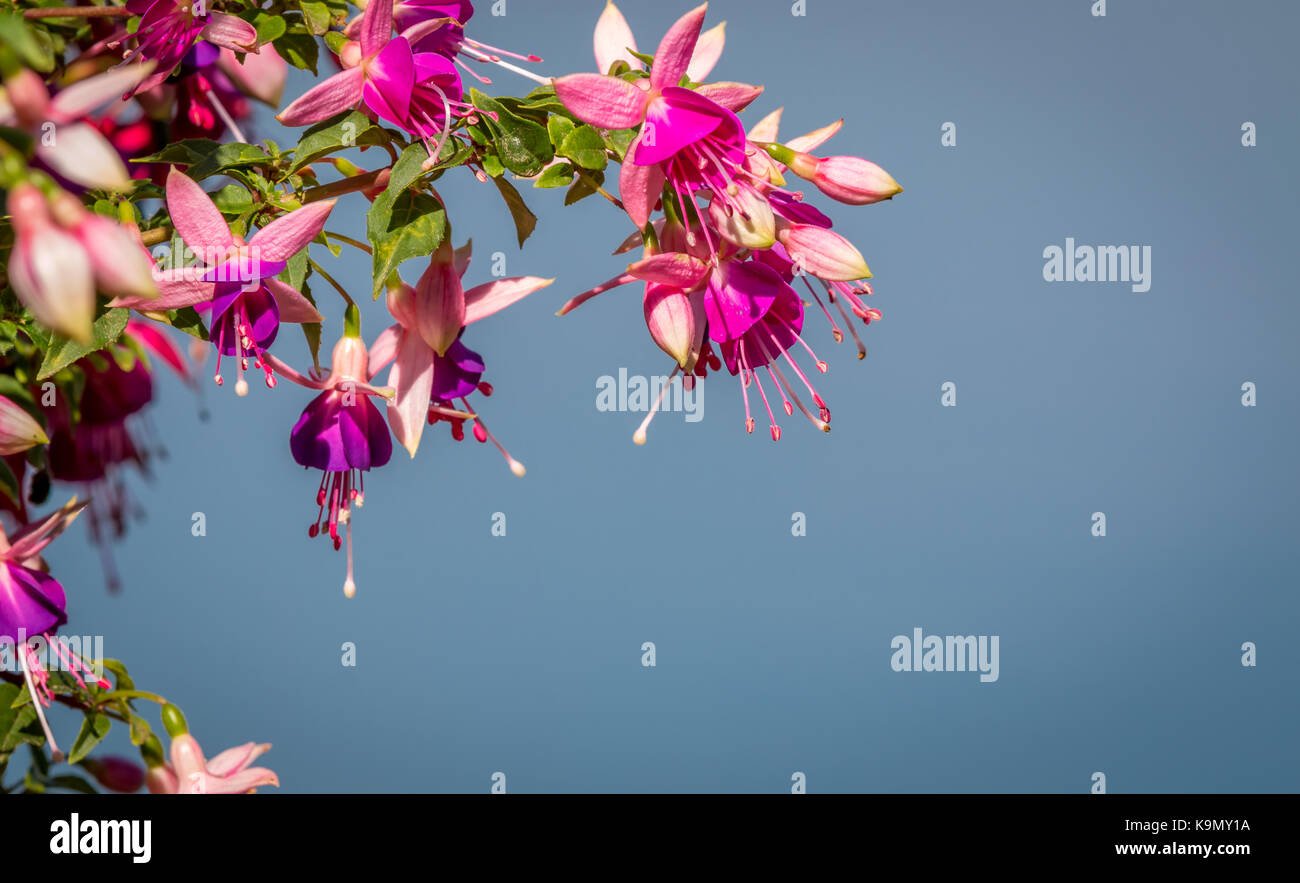 Fuchsia flowers in the sun Stock Photo