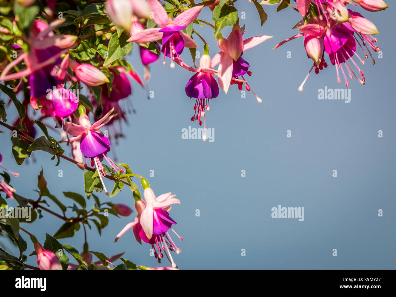 Fuchsia flowers in the sun Stock Photo