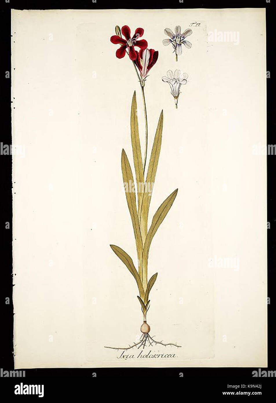 Plantarum rariorum horti caesarei Schoenbrunnensis descriptiones et