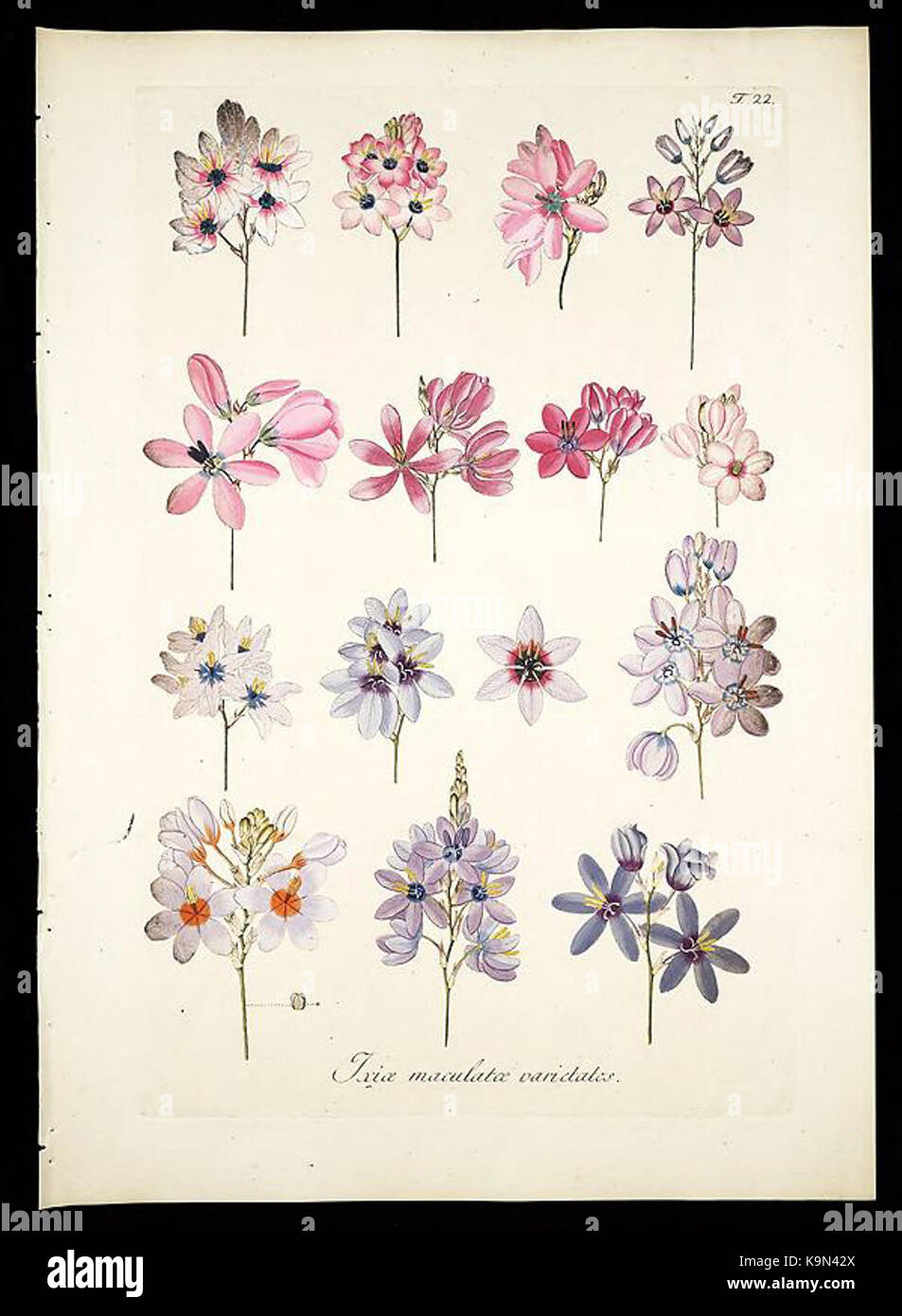 Plantarum rariorum horti caesarei Schoenbrunnensis descriptiones et