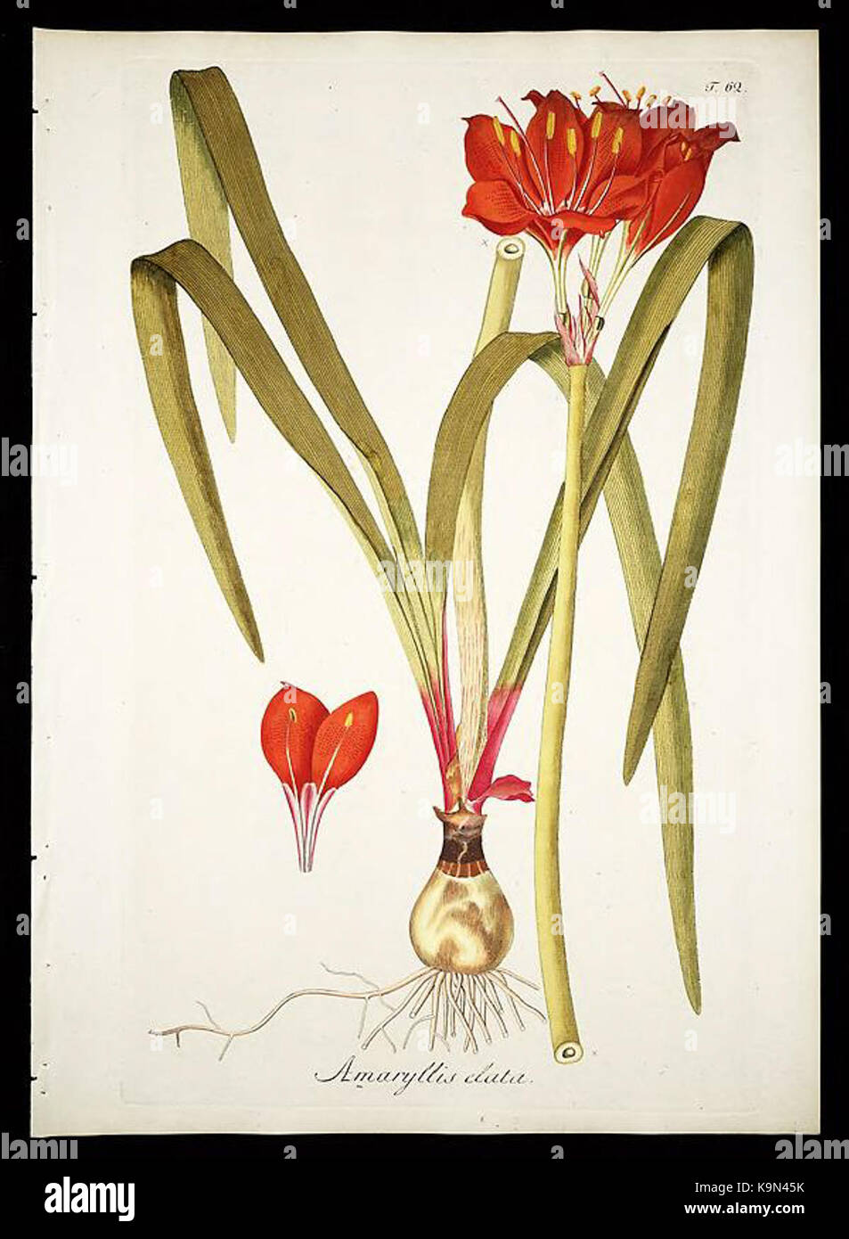 Plantarum rariorum horti caesarei Schoenbrunnensis descriptiones et