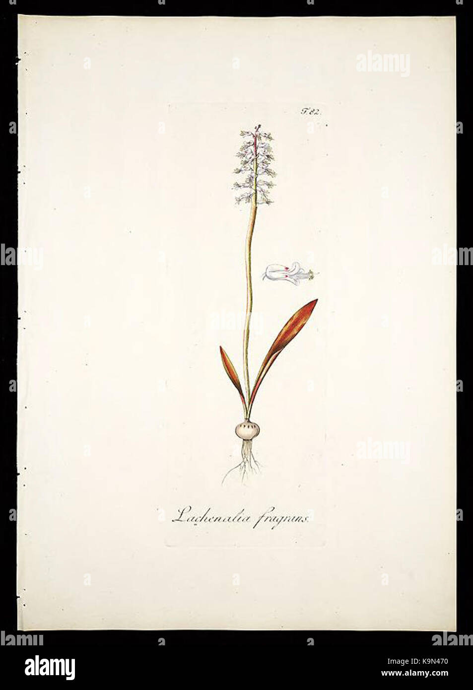 Plantarum rariorum horti caesarei Schoenbrunnensis descriptiones et