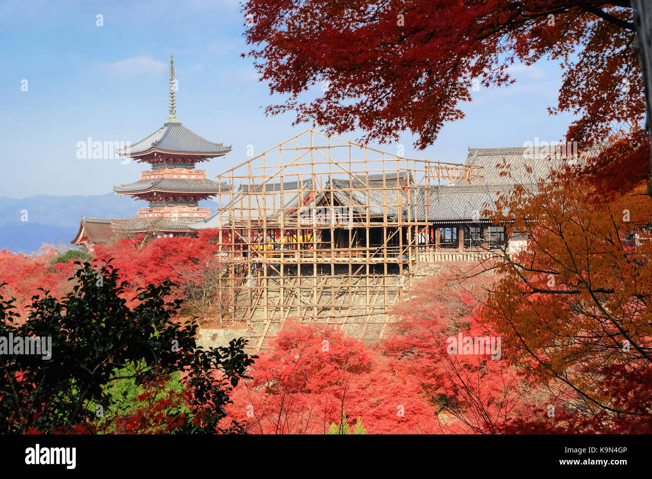 Kiyomizu-dera temple with red maple leaves under renovation period Stock Photo