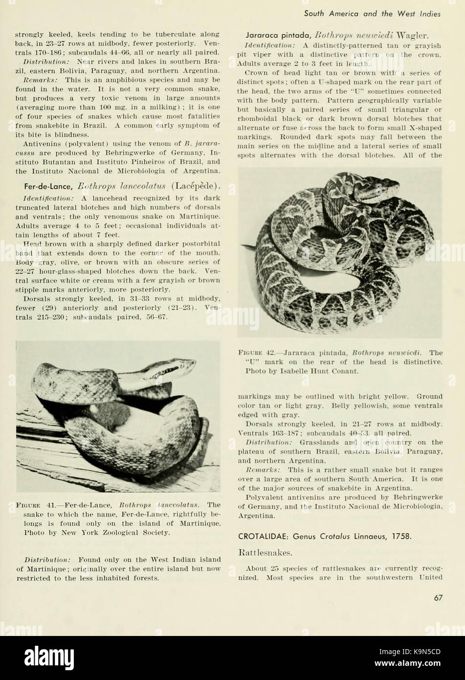 Poisonous snakes of the world (Page 67) BHL11739525 Stock Photo - Alamy