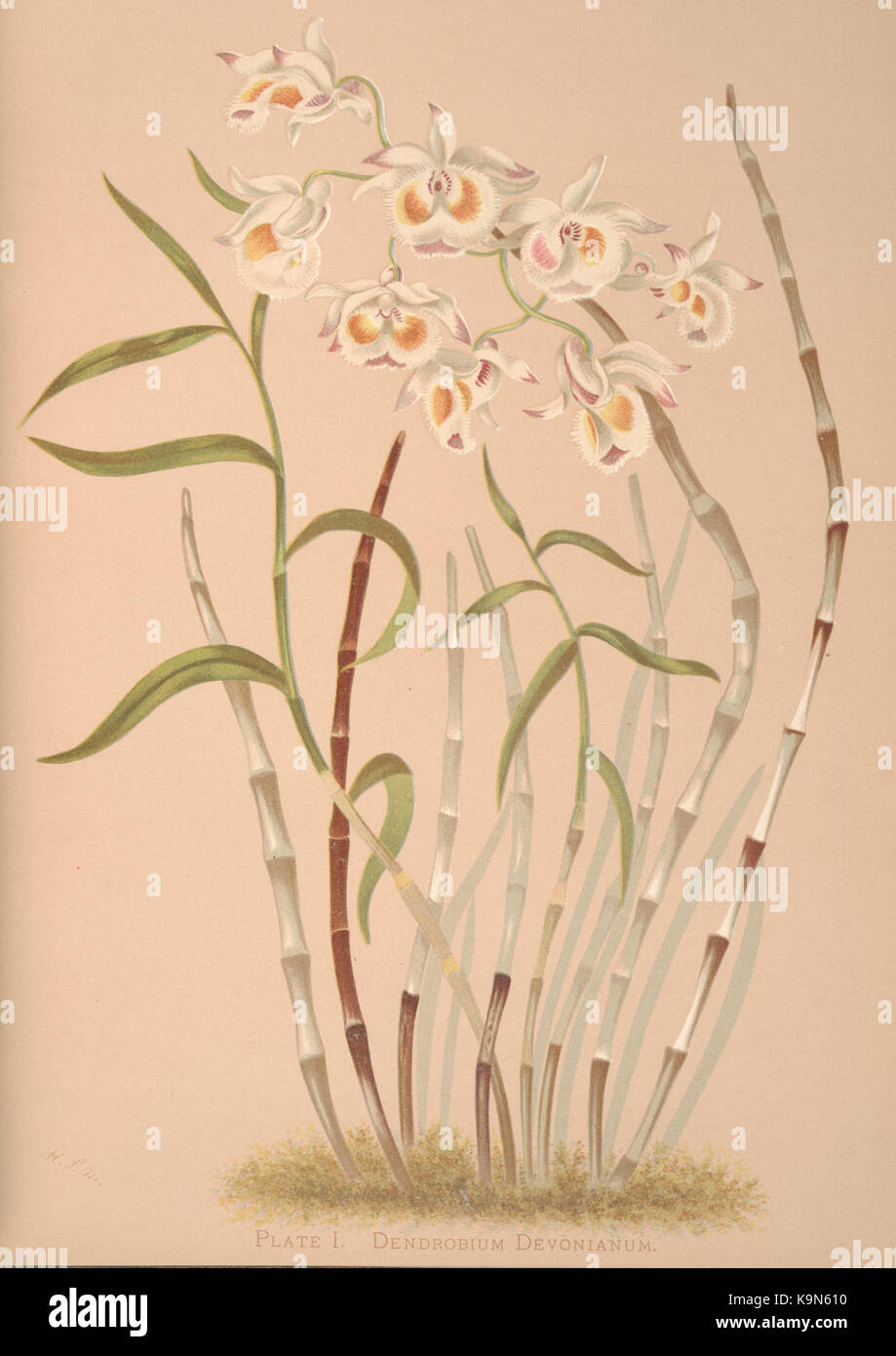 Orchids (PLATE I) BHL36150177 Stock Photo