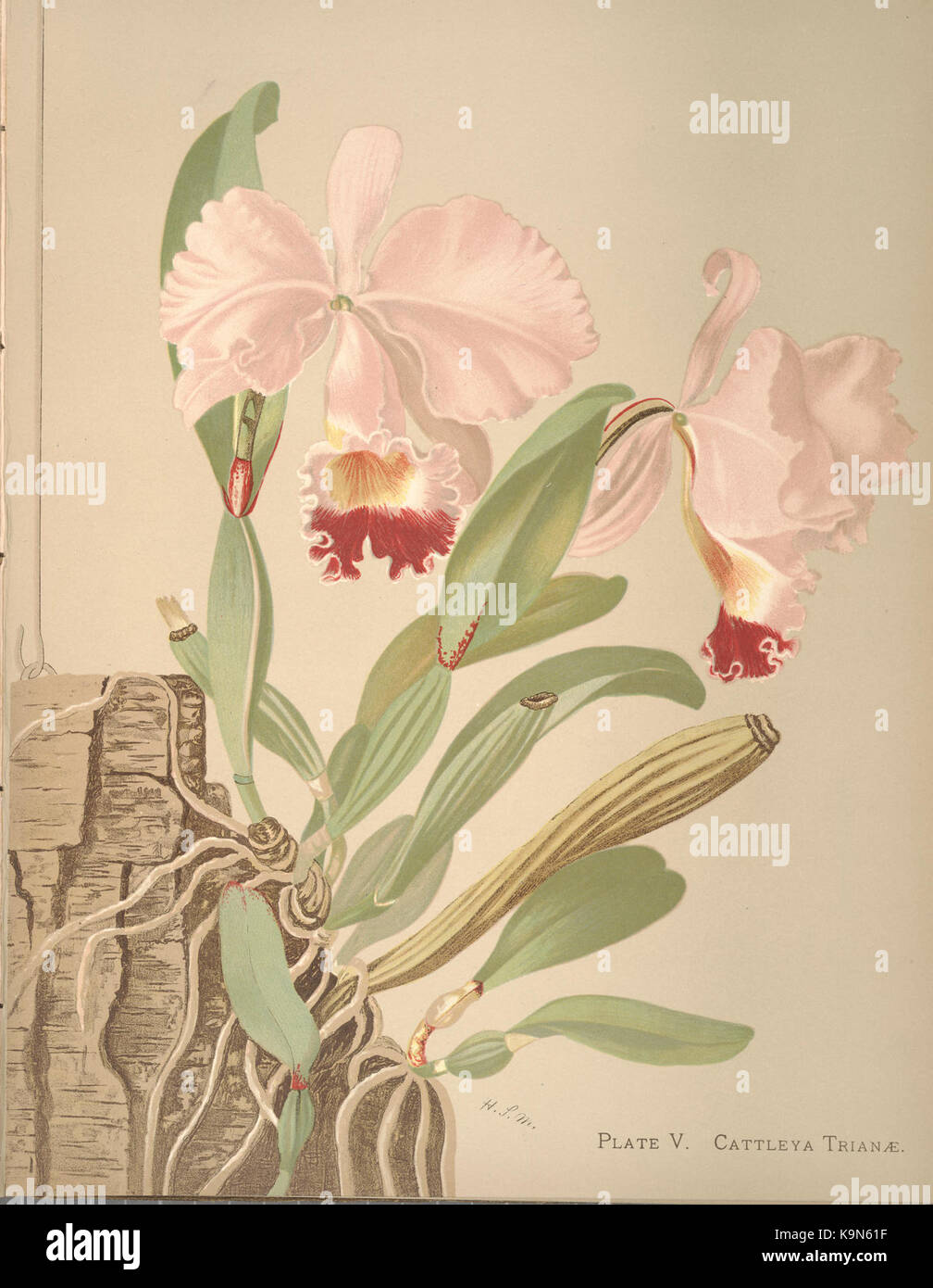 Orchids (PLATE V) BHL36150199 Stock Photo