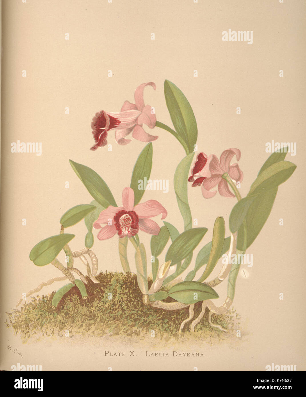 Orchids (PLATE X) BHL36150223 Stock Photo