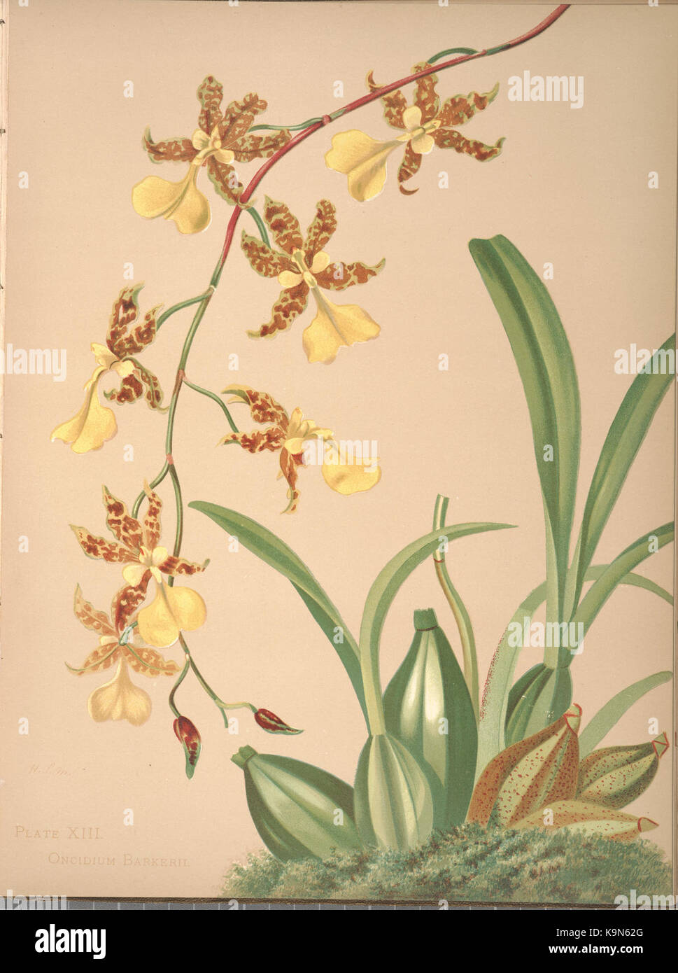Orchids (PLATE XIII) BHL36150239 Stock Photo