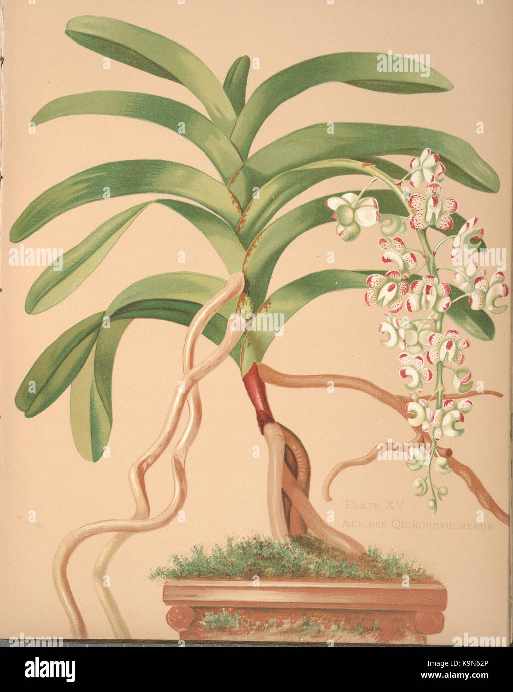 Orchids (PLATE XV) BHL36150251 Stock Photo