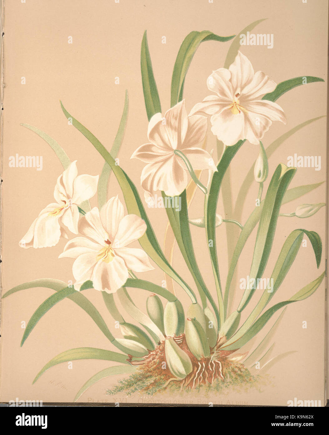 Orchids (PLATE XVI) BHL36150255 Stock Photo