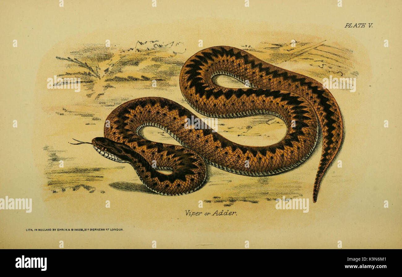 Our reptiles and batrachians (6298196879 Stock Photo - Alamy