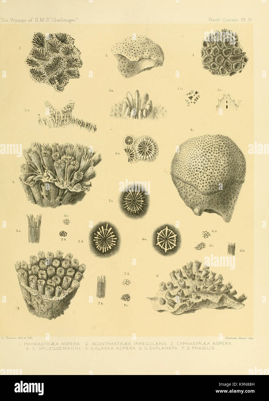 Report on the scientific results of the voyage of H.M.S. Challenger during the years 1873 76 under the command of Captain George S. Nares (Pl. IV) BHL12035186 Stock Photo