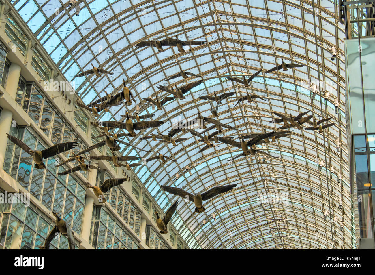 Canada Geese, Toronto Eaton Centre,Toronto,Ontario,Canada, indoor Stock  Photo - Alamy