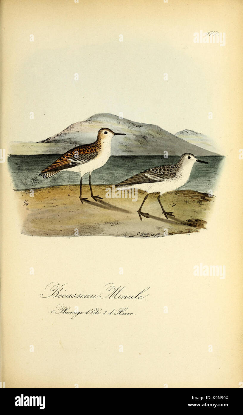 Planches coloriees des oiseaux de la Belgique et de leurs oeufs (Pl. 177) BHL48418136 Stock Photo