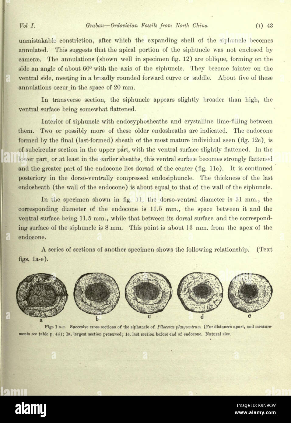 Ordovician fossils of north China (Page 43) BHL23954369 Stock Photo - Alamy