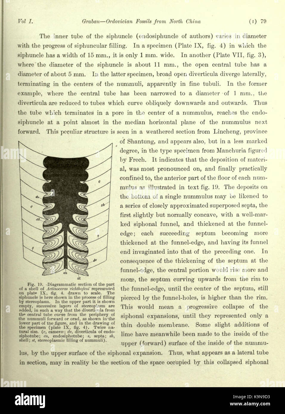 Ordovician fossils of north China (Page 79) BHL23954405 Stock Photo - Alamy
