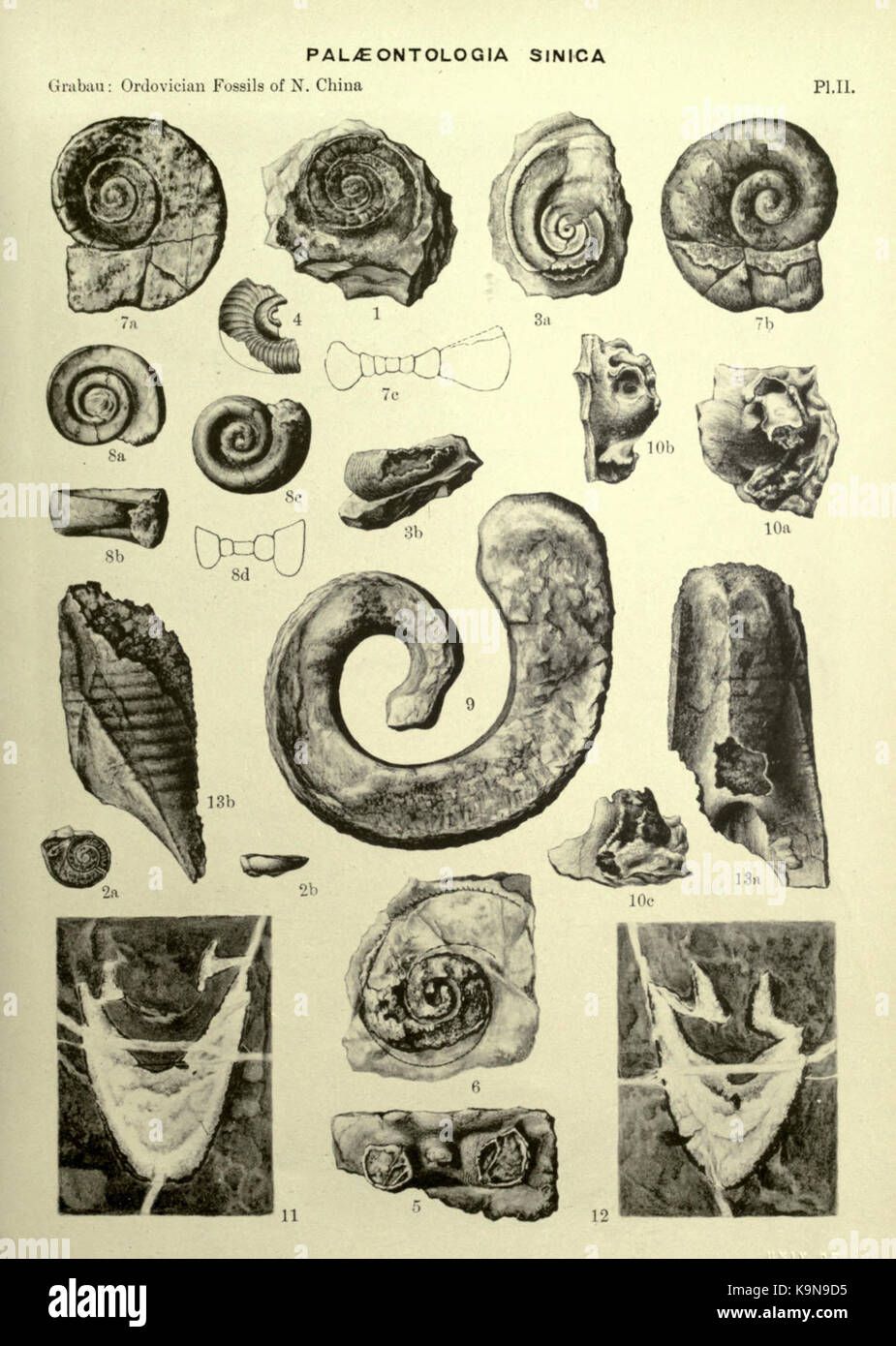 Ordovician fossils of north China BHL23954433 Stock Photo - Alamy