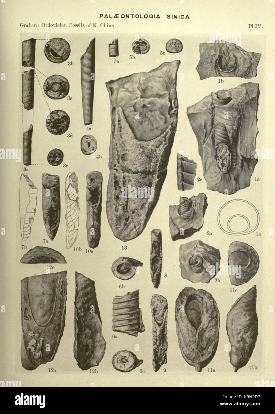 Ordovician fossils of north China BHL23954445 Stock Photo - Alamy