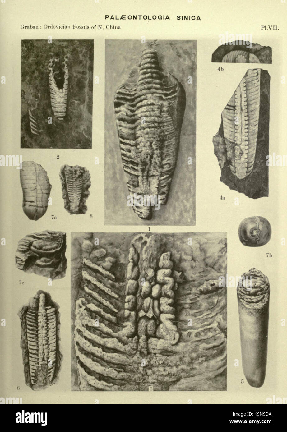Ordovician fossils of north China BHL23954459 Stock Photo - Alamy