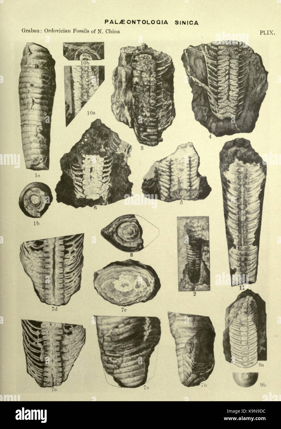 Ordovician fossils of north China BHL23954469 Stock Photo - Alamy