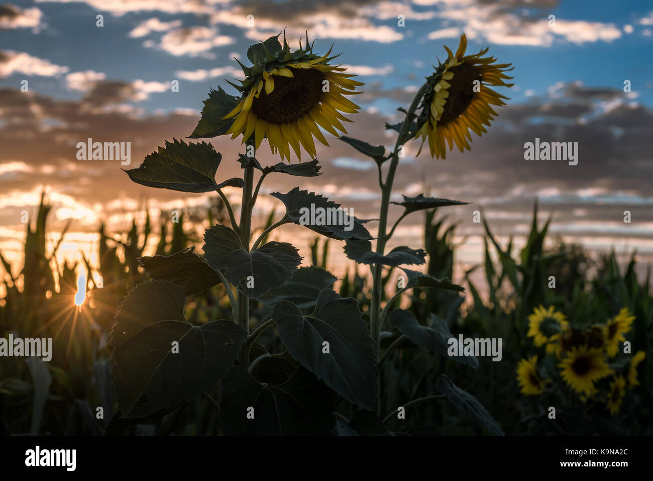 Field of sunflowers at sunset with dramatic cloudy sky Stock Photo - Alamy