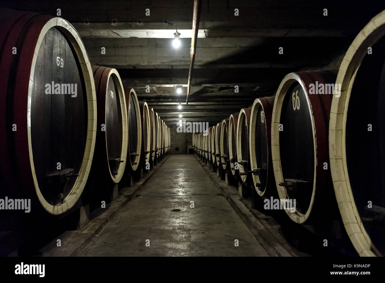 Barrel rows in a winery wine cellar Stock Photo - Alamy