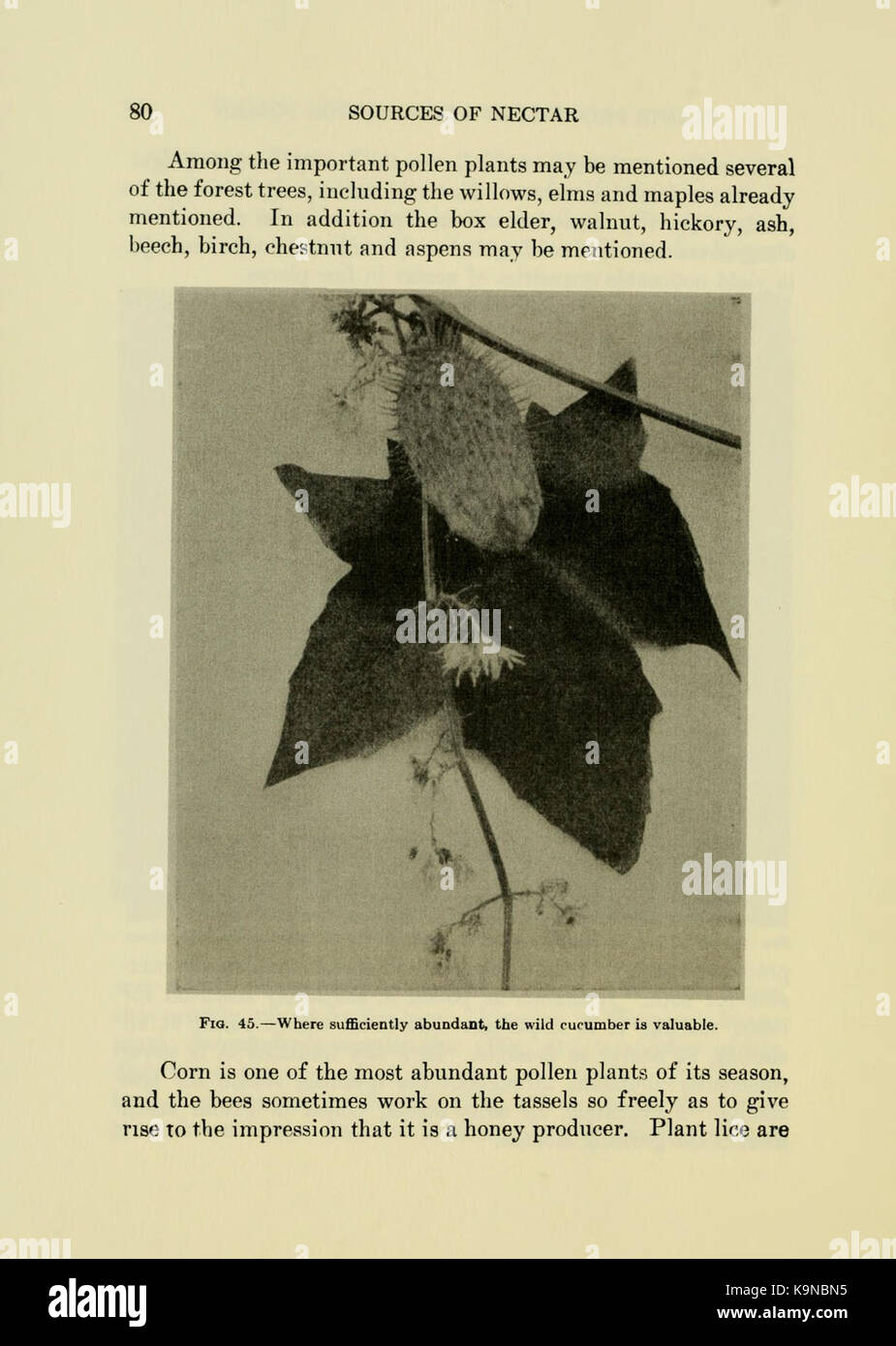 Productive bee keeping (Page 80) BHL18264517 Stock Photo