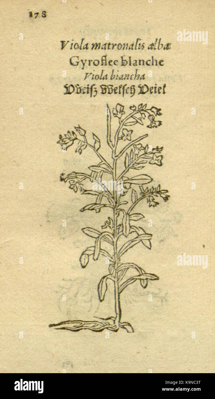 Plantarum effigies (Page 178) BHL8103777 Stock Photo