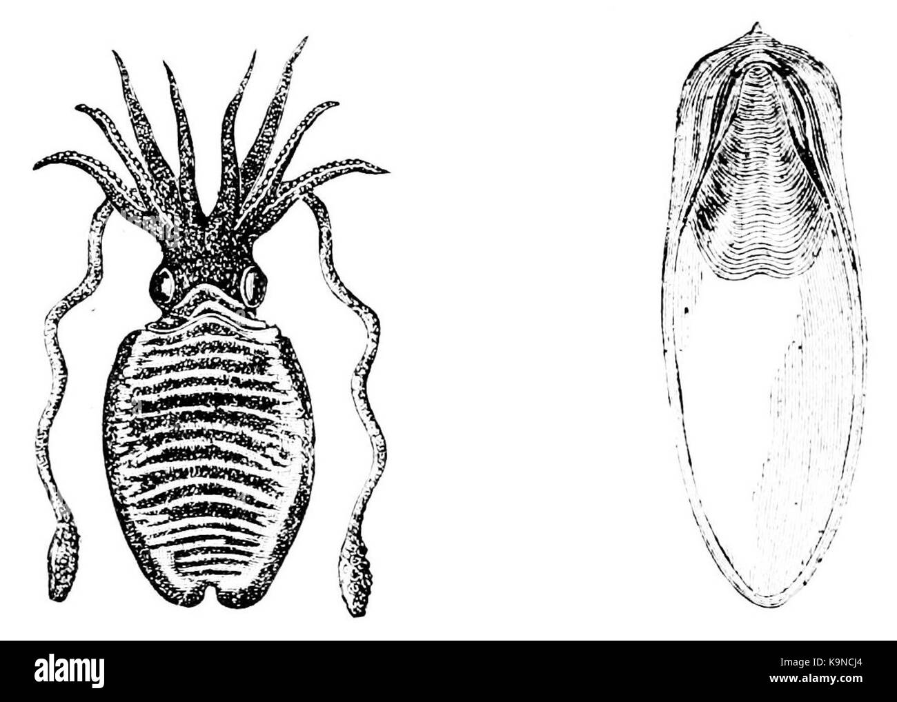 Моллюски каракатица лекарственная. Тип развития каракатицы. Тип развития каракатицы. Sepia officinalis строение. Тип развития каракатицы.
