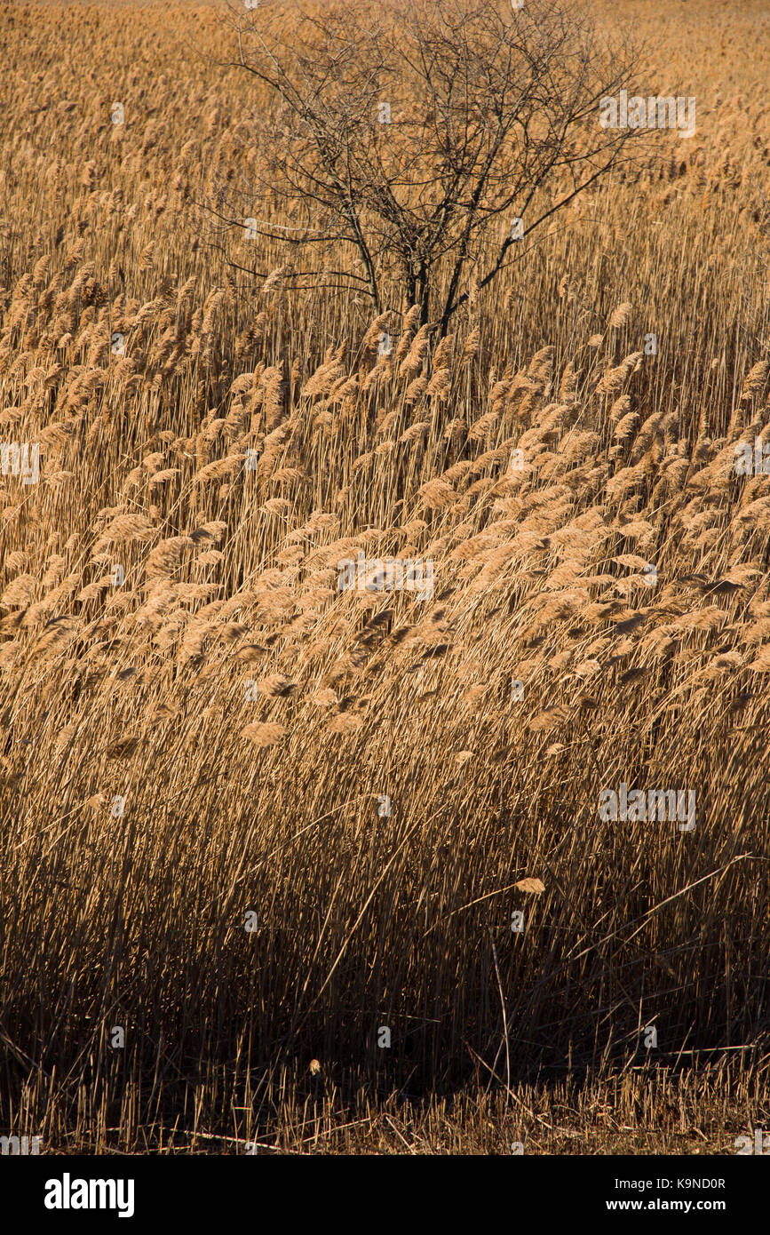 Tall marsh grasses on New Years Day at the Parker River National Wildlife Refuge, Newbury, MA Stock Photo