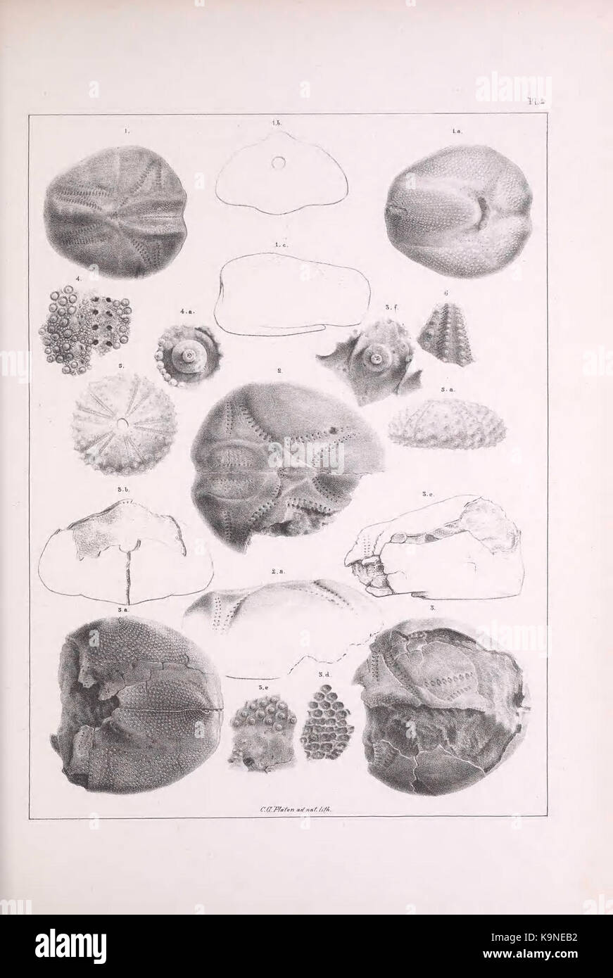 Pleiocene fossils of South Carolina (Pl. 2) BHL40151459 Stock Photo Alamy