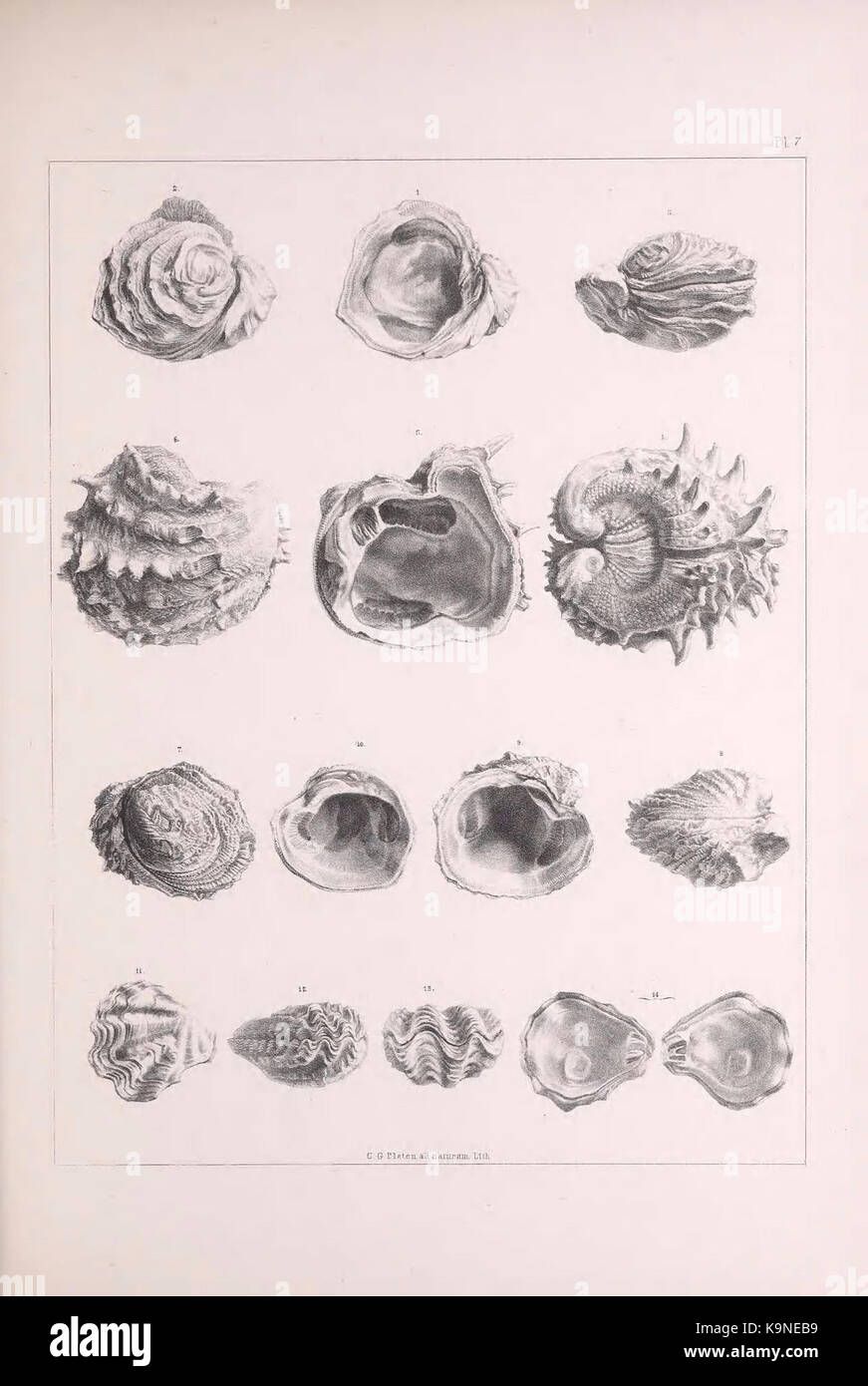 Pleiocene fossils of South Carolina (Pl. 7) BHL40151479 Stock Photo Alamy