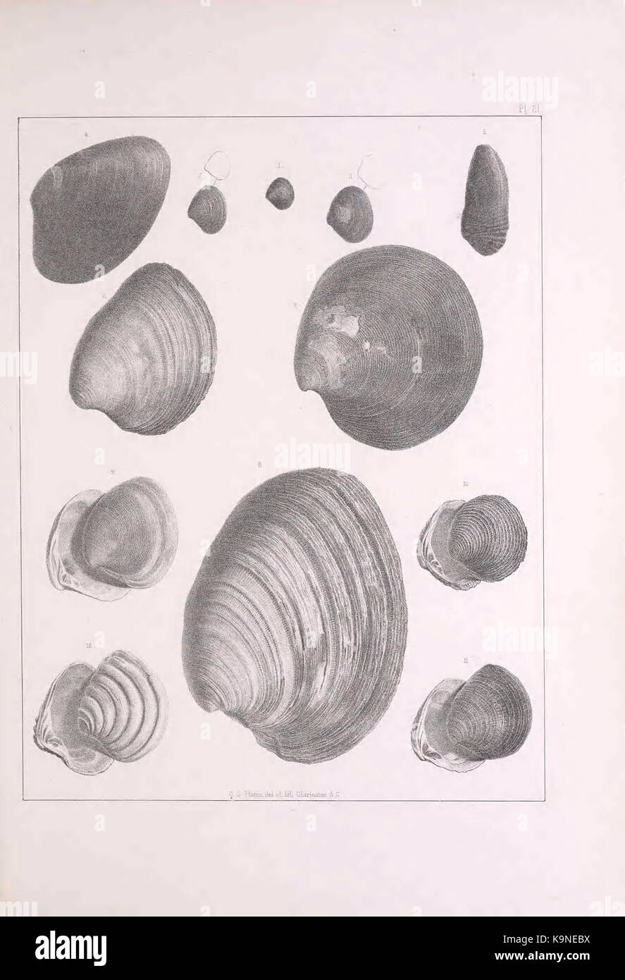 Pleiocene fossils of South Carolina (Pl. 21) BHL40151535 Stock Photo