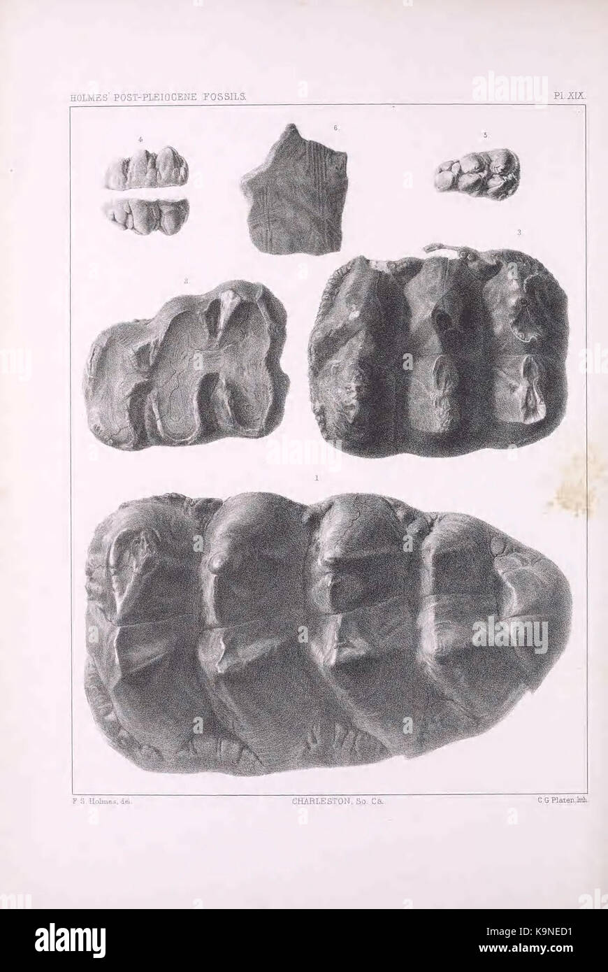 Pleiocene fossils of South Carolina (Pl. XIX) BHL40151792 Stock Photo
