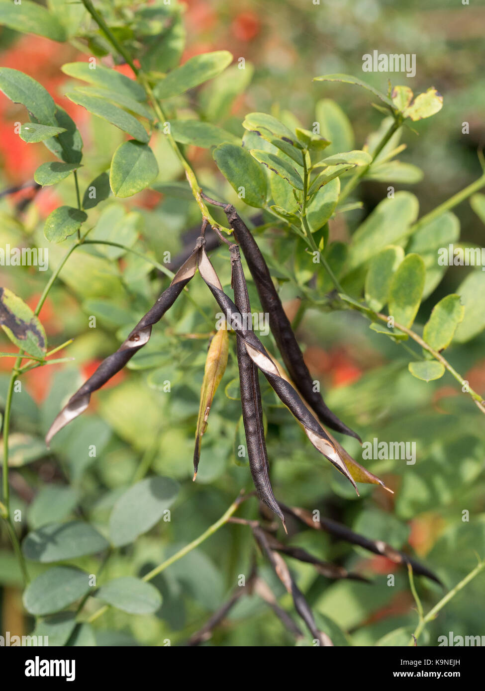 Close up of the opened seedpods of Lathyrus niger Stock Photo