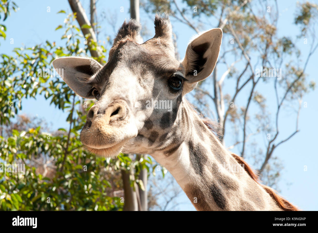 Giraffe at San Diego Zoo, Balboa Park, California, USA Stock Photo - Alamy