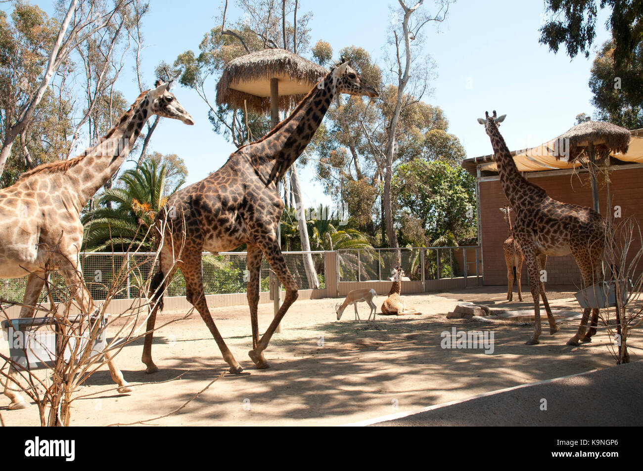 Giraffes at San Diego Zoo, Balboa Park, California, USA Stock Photo