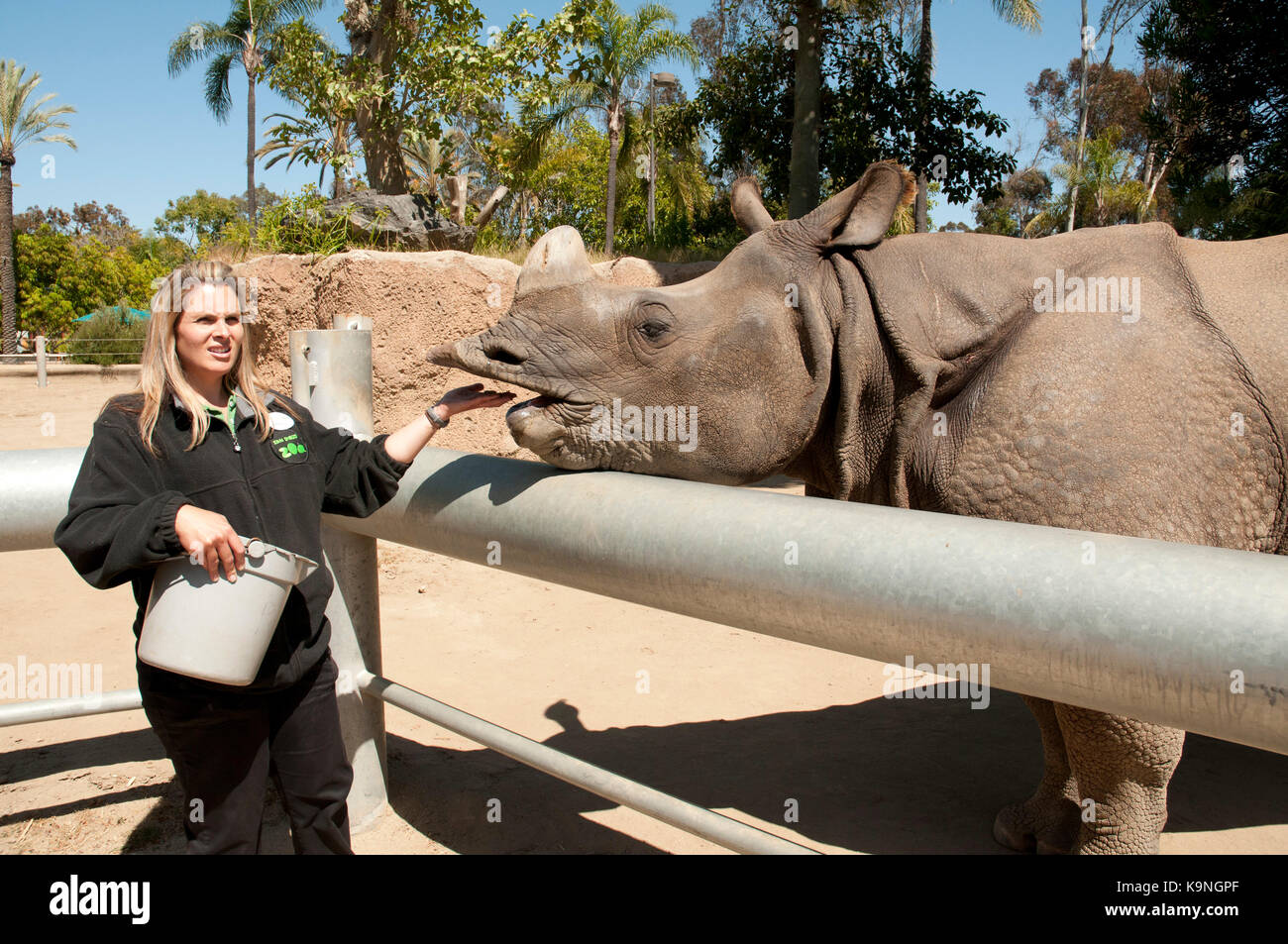 Zoo Keeper Feeding A Rhinoceros At San Diego Zoo Balboa Park 