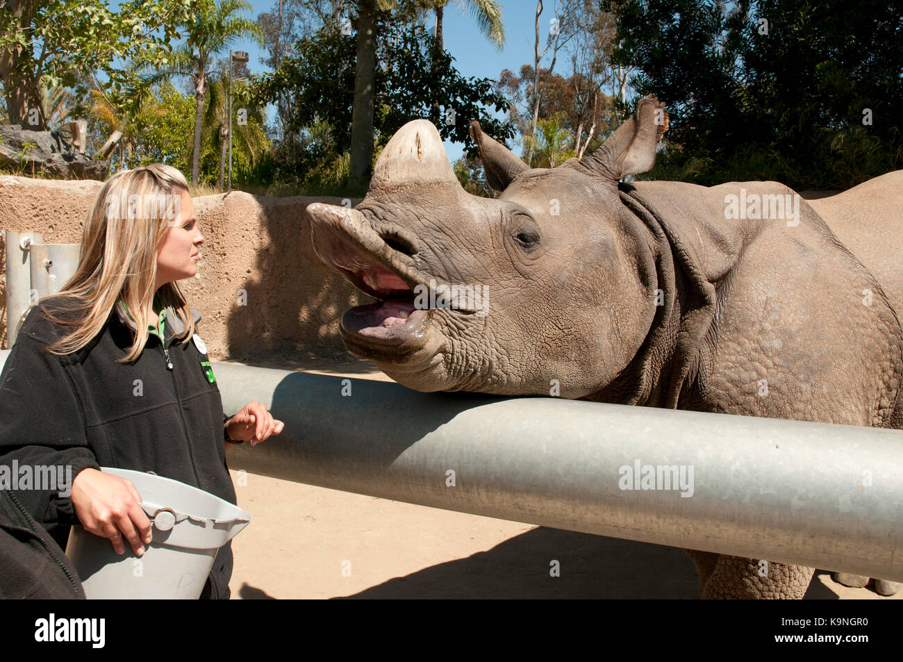 Zoo keeper feeding a rhinoceros at San Diego Zoo, Balboa Park, California, USA Stock Photo