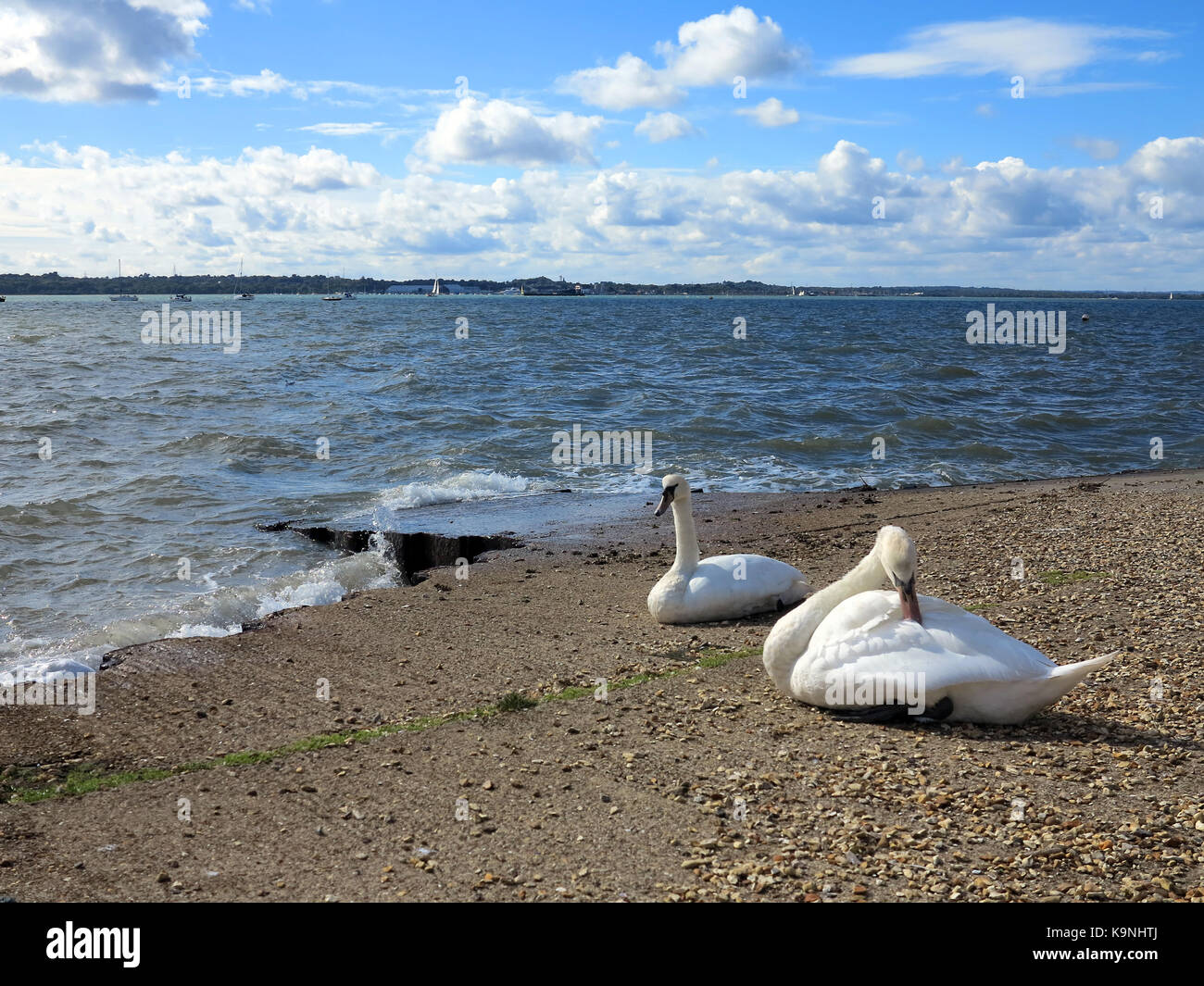 Swans on beach, Netley, Hampshire, England Stock Photo