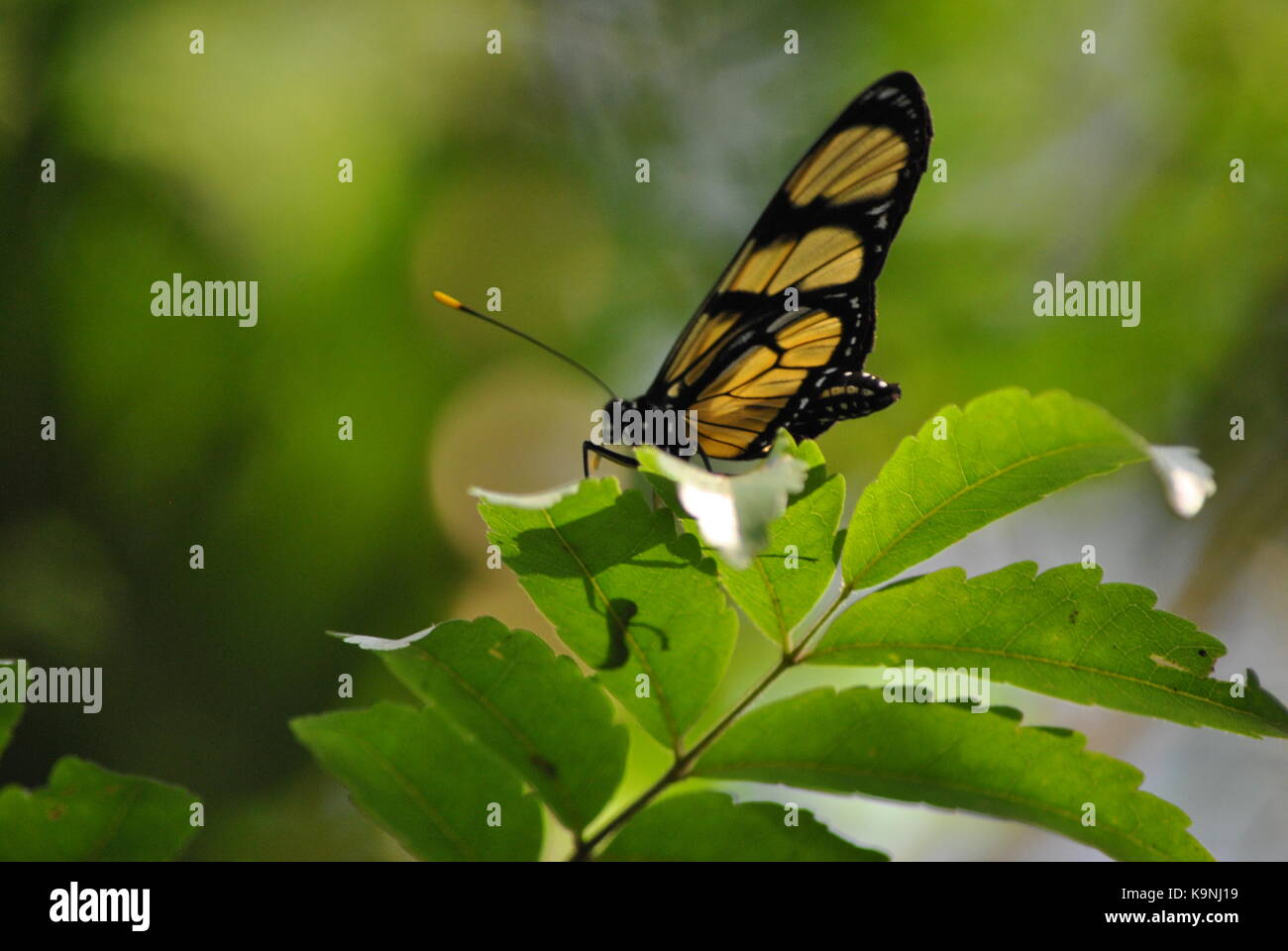 Brazil Butterfly Stock Photos & Brazil Butterfly Stock Images - Alamy