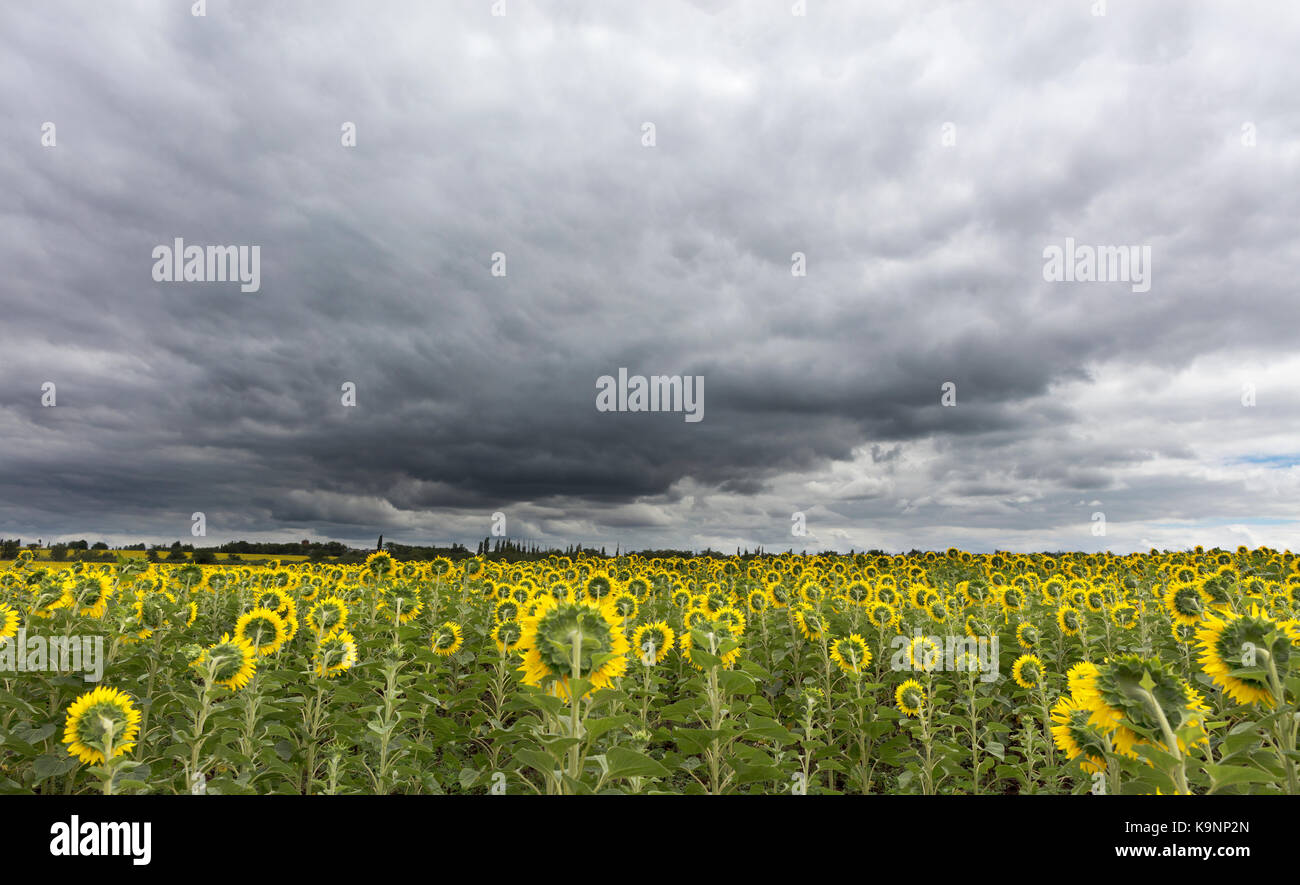 Sunflowers in the field look at thunderous clouds, which have closed the sky and are gathering on the horizon Stock Photo