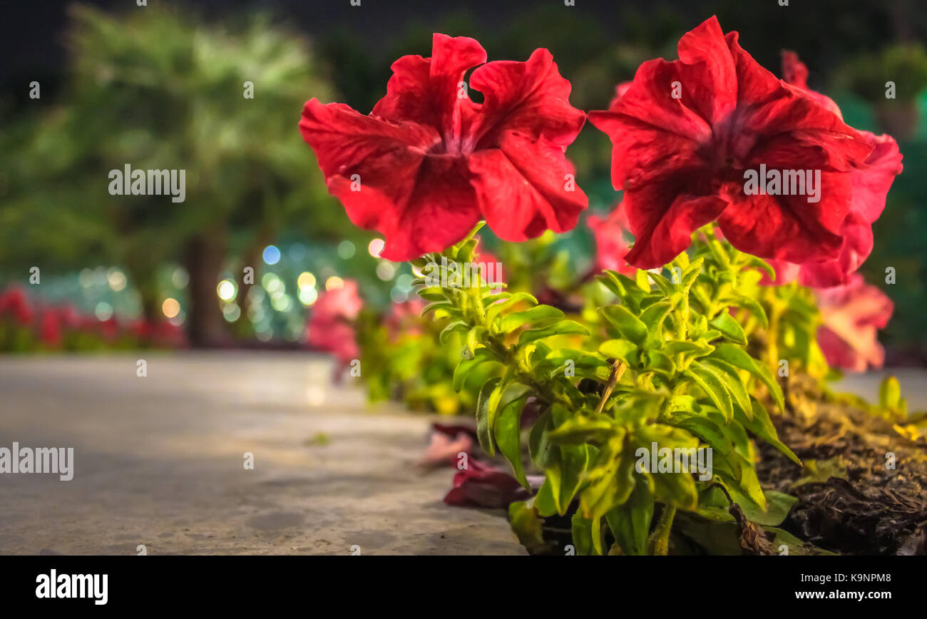 KUWAIT - DECEMBER 16, 2016 - Rows of red flowers in front of palm trees in the new park Al Shaheed on December 16, 2016, in Kuwait. Stock Photo