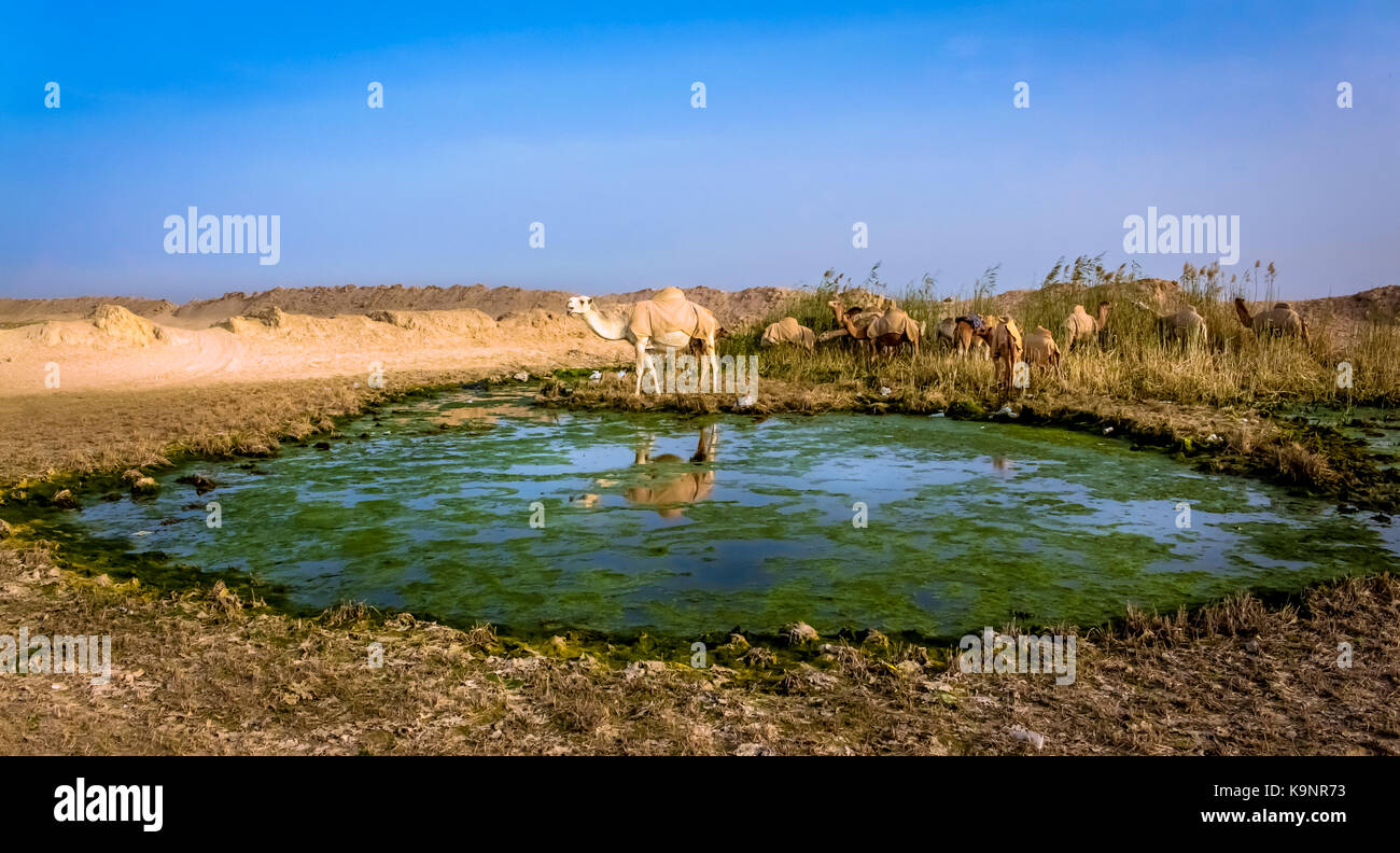 KUWAIT - DECEMBER 23, 2016 - A pack of camels found an oasis in the desert on December 23, 2016, in Kuwait. Stock Photo