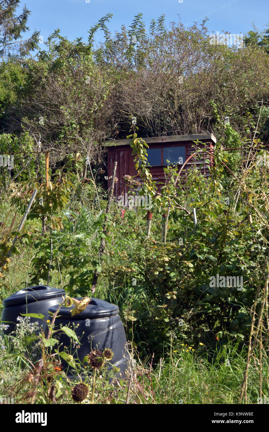 An old ramshackle and overgrown garden or allotment with a tumbledown shed and weeds growing wild and uncontrolled spreading ove the vegetable patch. Stock Photo