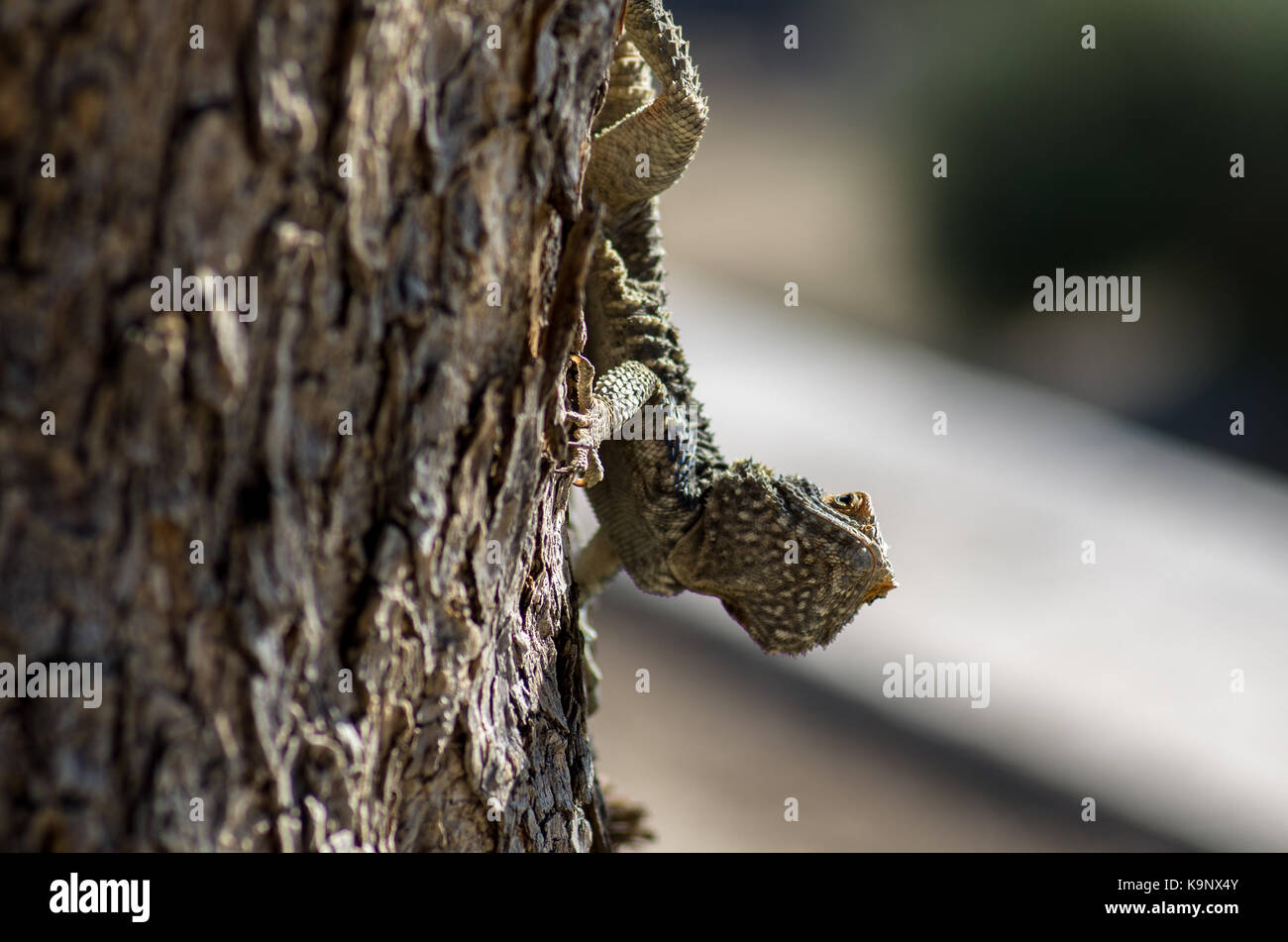 Close up of a lizard climbing a tree Stock Photo Alamy